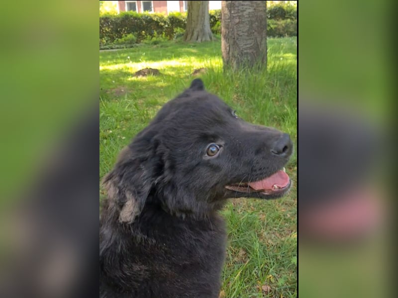 Auszug..Aussiedor F1 Familien und Therapiehund Labrador x Australien Shepherd