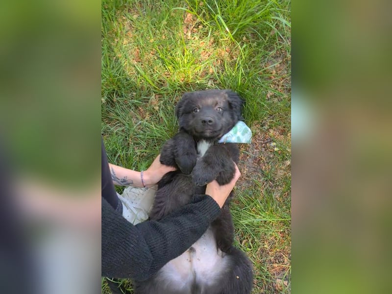 Auszug..Aussiedor F1 Familien und Therapiehund Labrador x Australien Shepherd