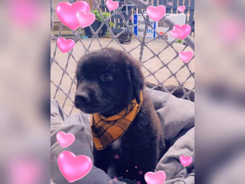 Auszug..Aussiedor F1 Familien und Therapiehund Labrador x Australien Shepherd