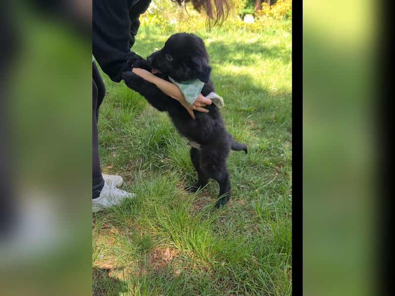 Auszug..Aussiedor F1 Familien und Therapiehund Labrador x Australien Shepherd
