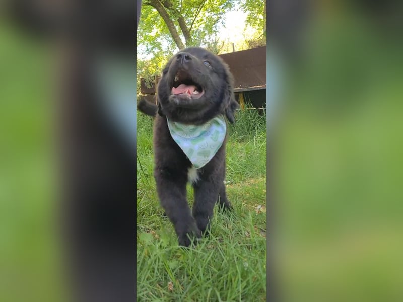 Auszug..Aussiedor F1 Familien und Therapiehund Labrador x Australien Shepherd