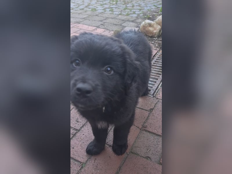 Auszug..Aussiedor F1 Familien und Therapiehund Labrador x Australien Shepherd