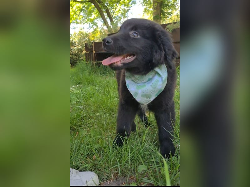 Auszug..Aussiedor F1 Familien und Therapiehund Labrador x Australien Shepherd