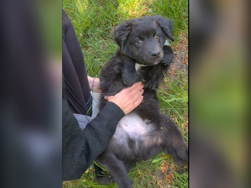 Auszug..Aussiedor F1 Familien und Therapiehund Labrador x Australien Shepherd