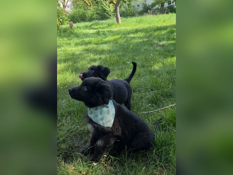 Auszug..Aussiedor F1 Familien und Therapiehund Labrador x Australien Shepherd
