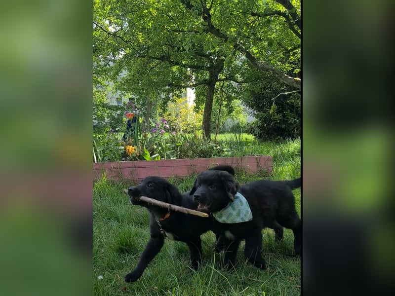 Auszug..Aussiedor F1 Familien und Therapiehund Labrador x Australien Shepherd