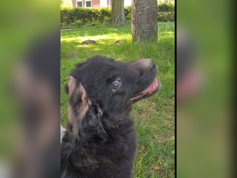 Auszug..Aussiedor F1 Familien und Therapiehund Labrador x Australien Shepherd