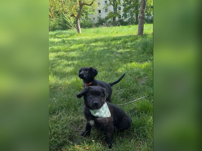 Auszug..Aussiedor F1 Familien und Therapiehund Labrador x Australien Shepherd
