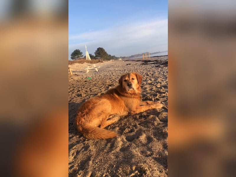 Golden Aussies Golden Retriever Australien Shepherd