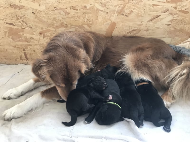 Golden Aussies Golden Retriever Australien Shepherd