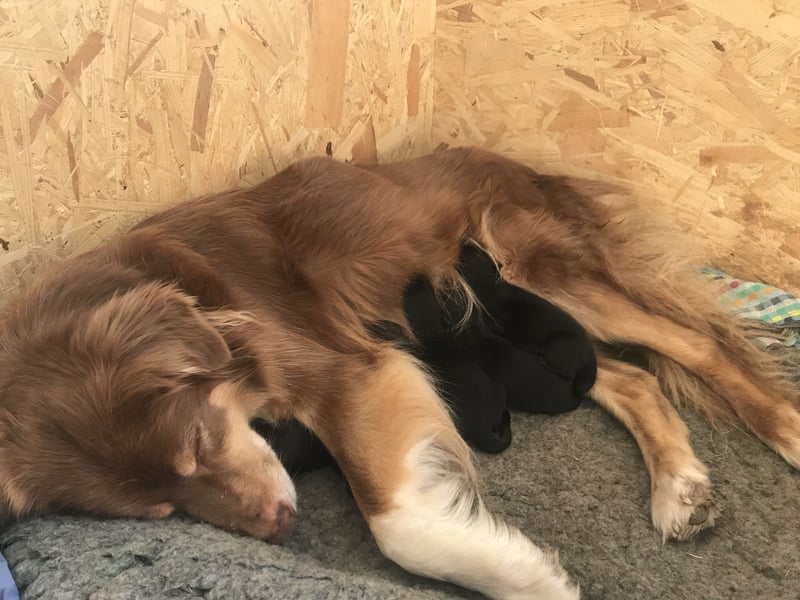 Golden Aussies Golden Retriever Australien Shepherd
