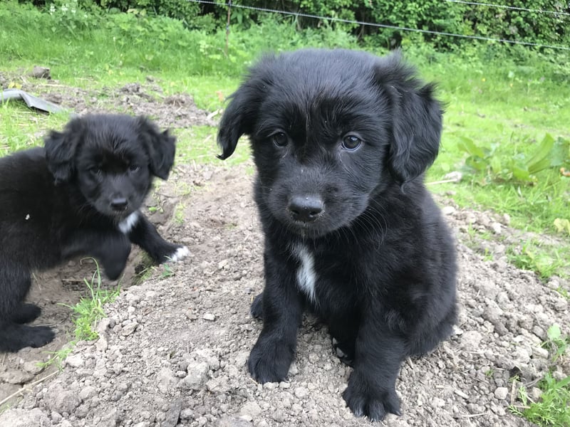 Golden Aussies Golden Retriever Australien Shepherd