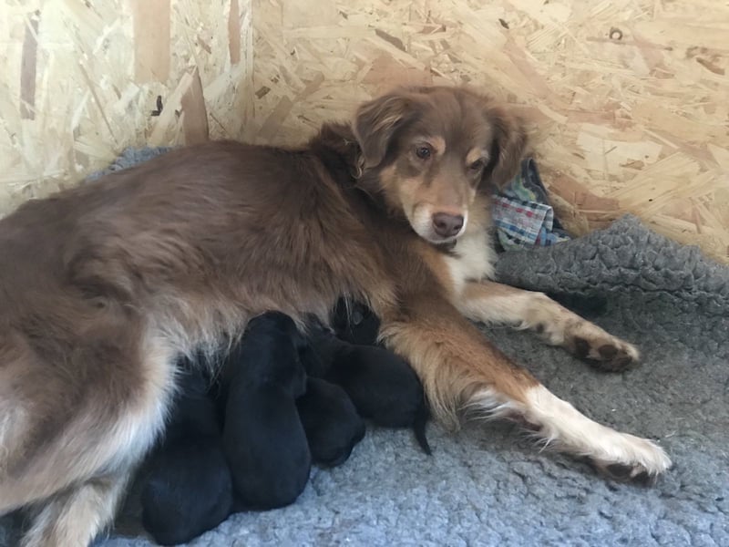 Golden Aussies Golden Retriever Australien Shepherd