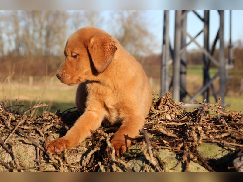 Aussiedor Welpen Labrador x Australian Shepherd