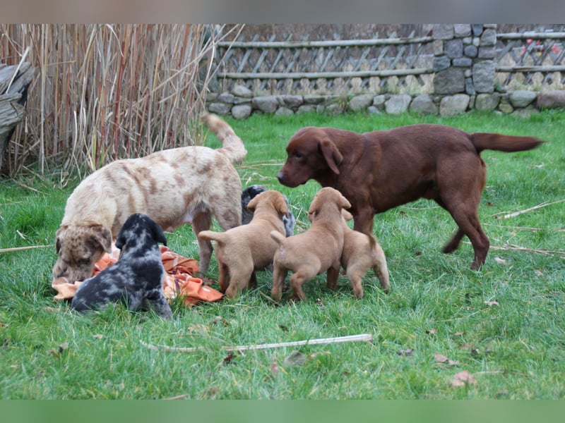 Aussiedor Welpen Labrador x Australian Shepherd
