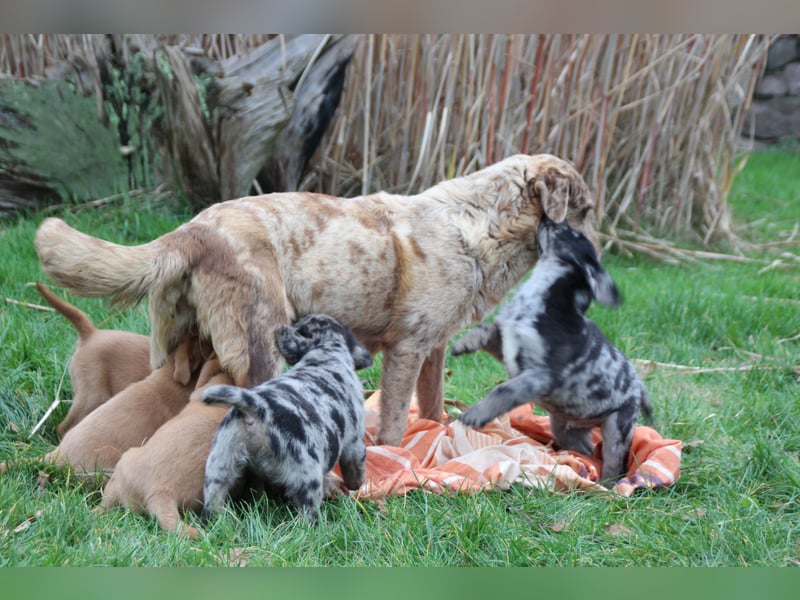 Aussiedor Welpen Labrador x Australian Shepherd