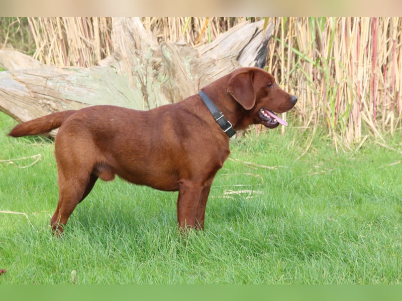 Aussiedor Welpen Labrador x Australian Shepherd