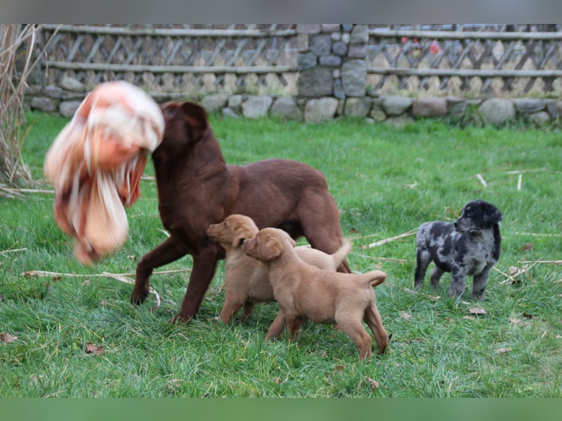 Aussiedor Welpen Labrador x Australian Shepherd