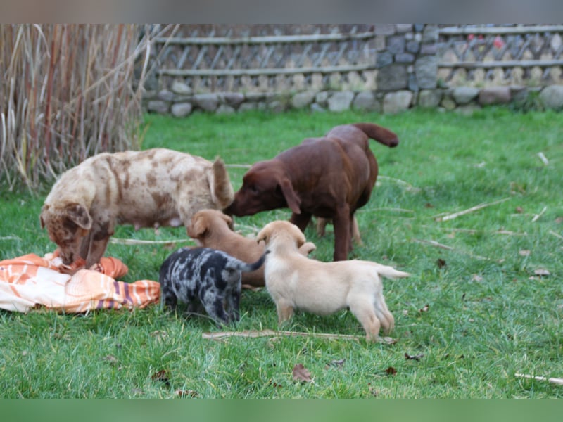 Aussiedor Welpen Labrador x Australian Shepherd