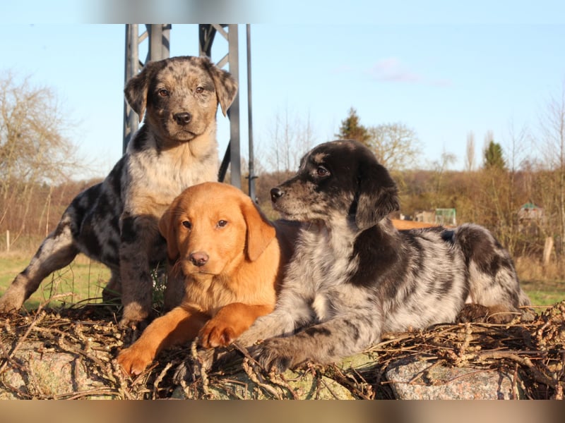 Aussiedor Welpen Labrador x Australian Shepherd