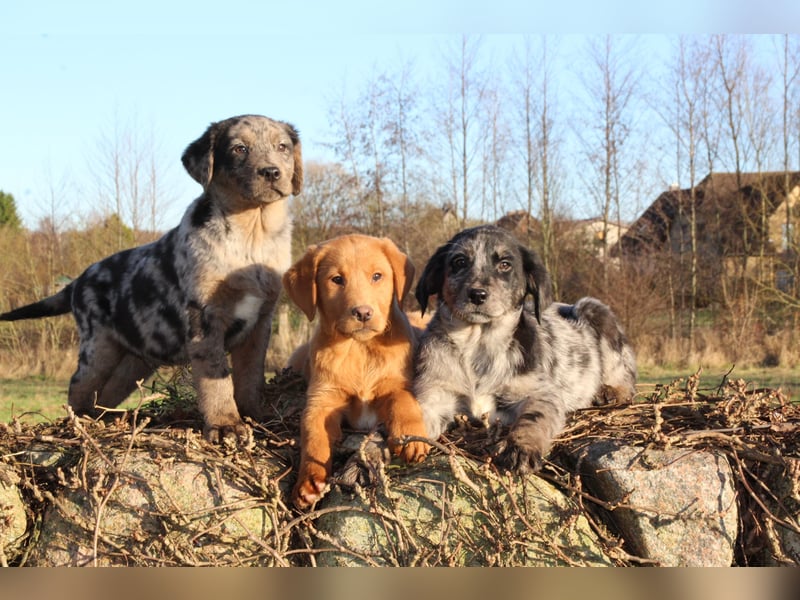 Aussiedor Welpen Labrador x Australian Shepherd