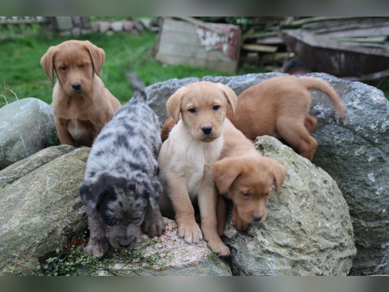 Aussiedor Welpen Labrador x Australian Shepherd