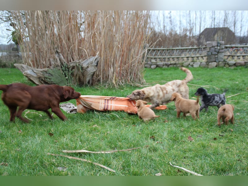 Aussiedor Welpen Labrador x Australian Shepherd