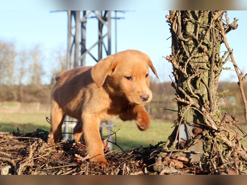 Aussiedor Welpen Labrador x Australian Shepherd