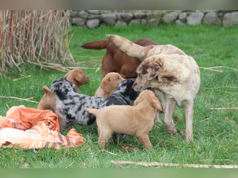 Aussiedor Welpen Labrador x Australian Shepherd