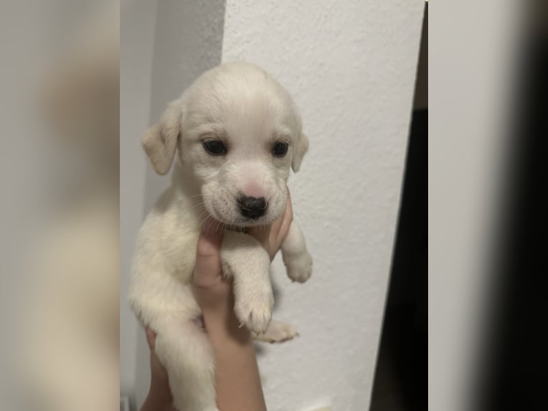 Aussiedor Rüde sucht ein Zuhause