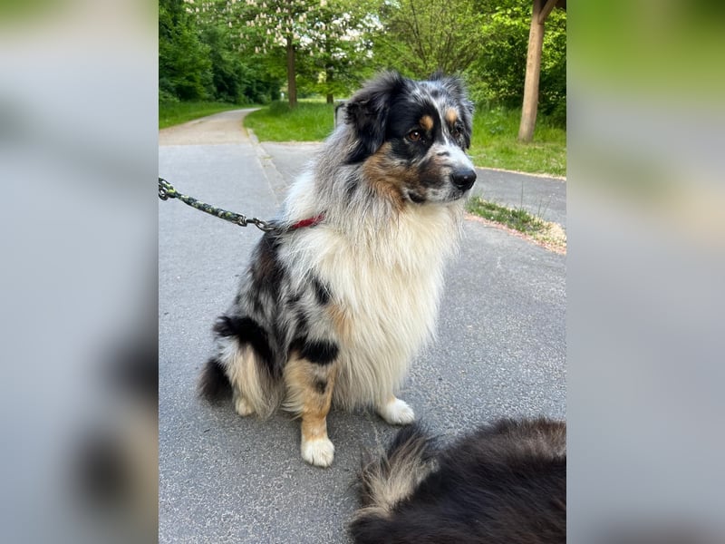 Aussiedor-Welpen suchen ein liebevolles Zuhause!