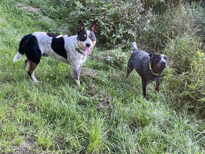 Australien Cattle Dog Blue Heeler Welpen