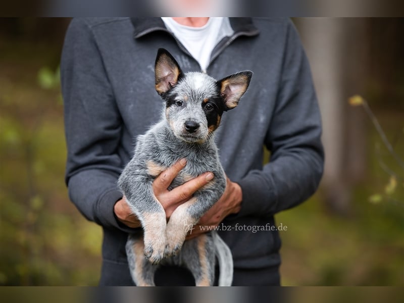 Australien Cattle Dog Blue Heeler Welpen