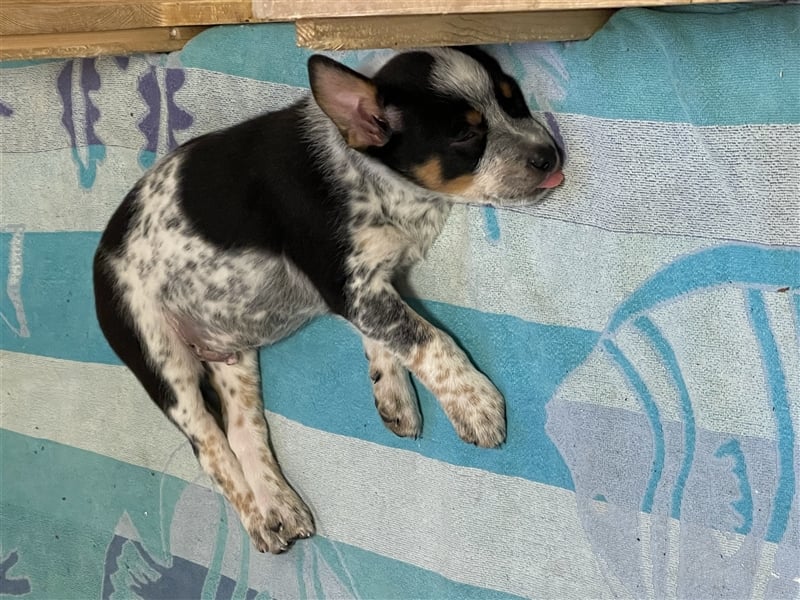 Australien Cattle Dog Blue Heeler Welpen