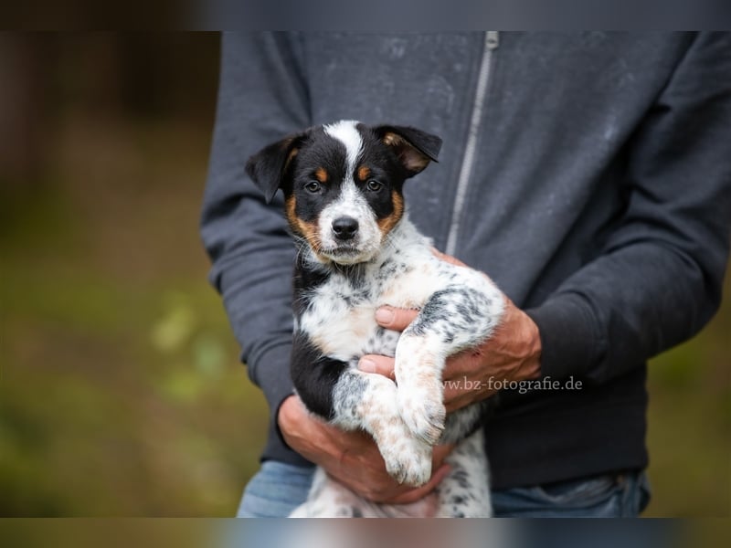 Australien Cattle Dog Blue Heeler Welpen