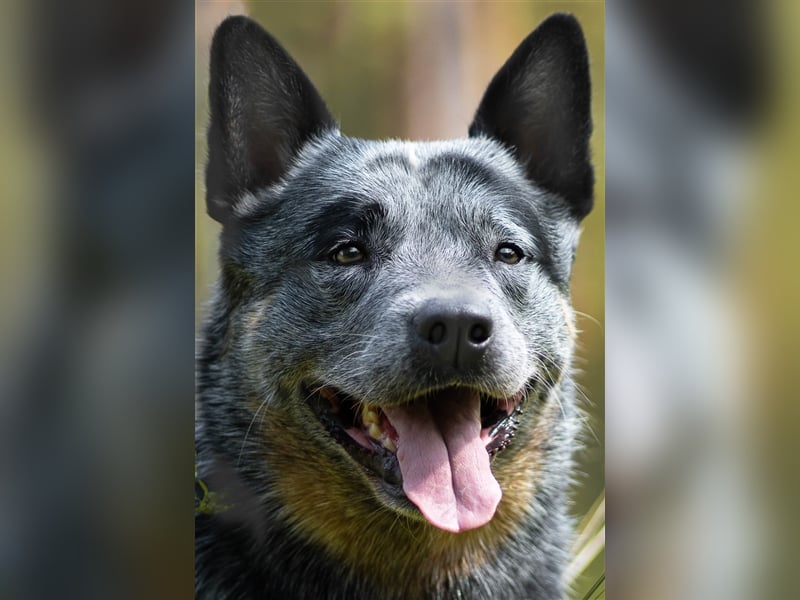 Australian Cattle Dog Deckrüde