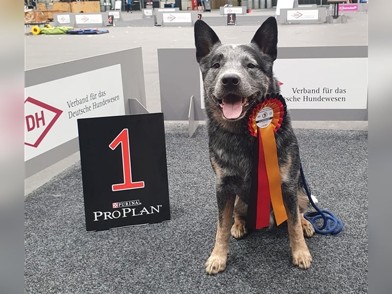 Australian Cattle Dog Deckrüde