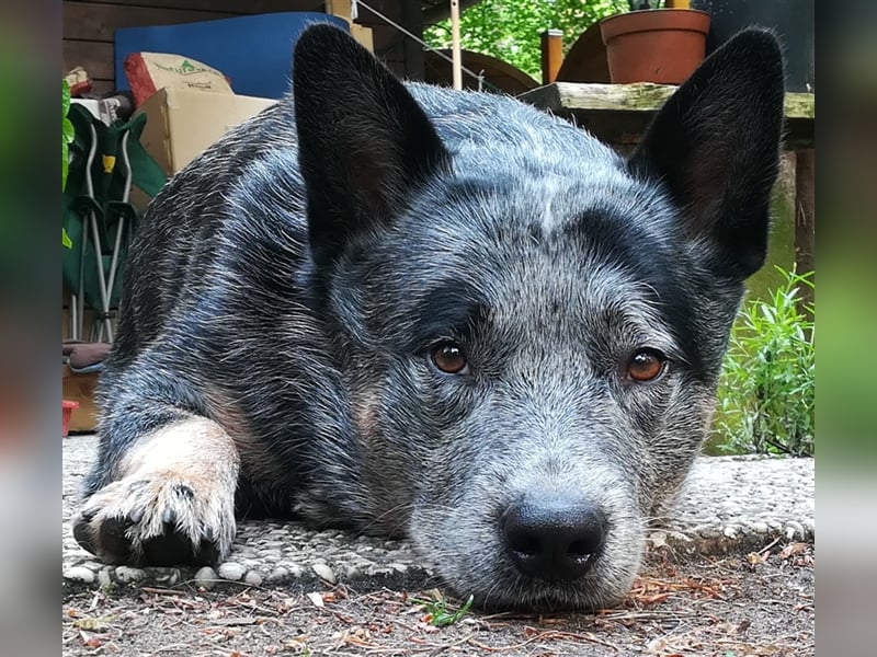 Australian Cattle Dog Deckrüde
