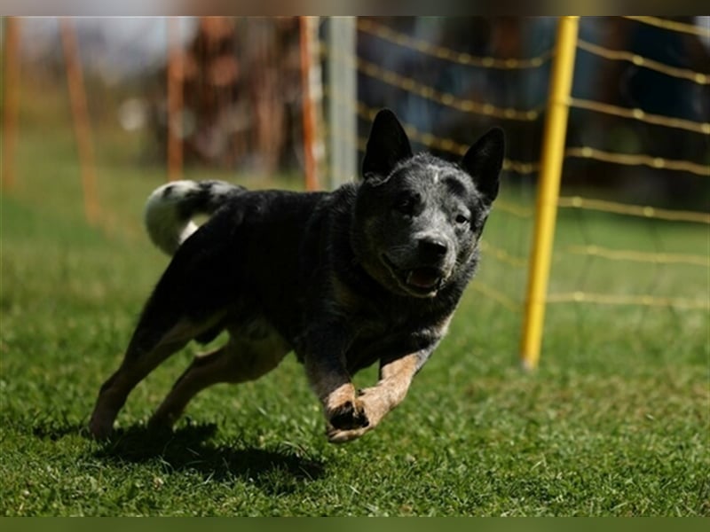 Australian Cattle Dog Deckrüde