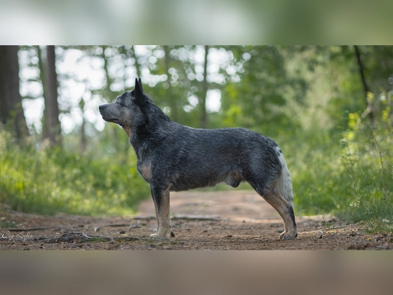 Australian Cattle Dog Deckrüde