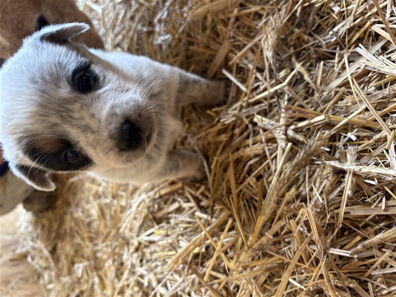 Australian Cattle Dog Welpe