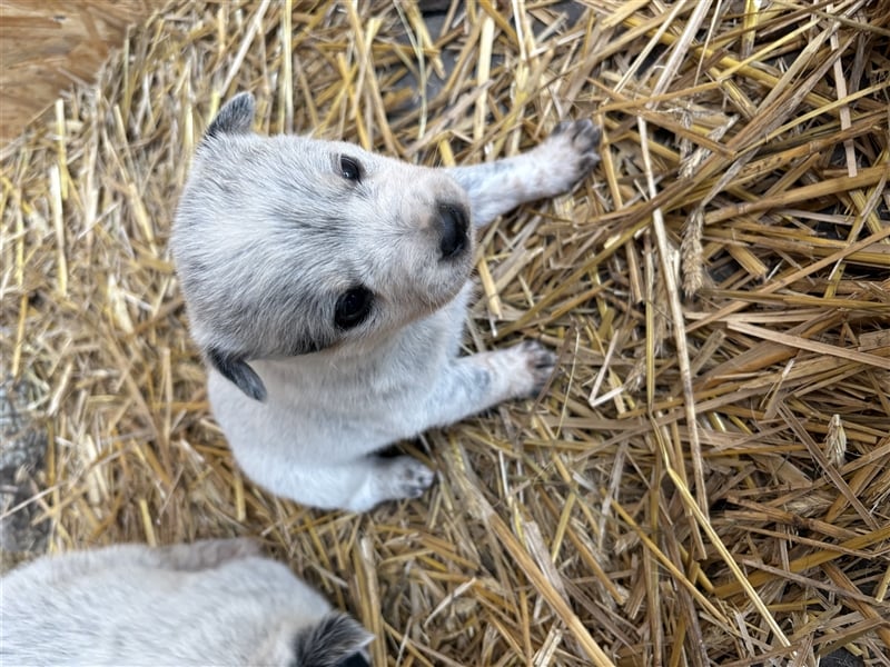 Australian Cattle Dog Welpe