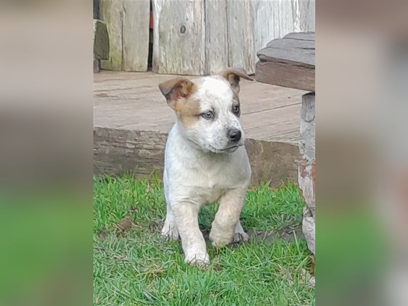 Australien Cattle Dog Welpen Red merle