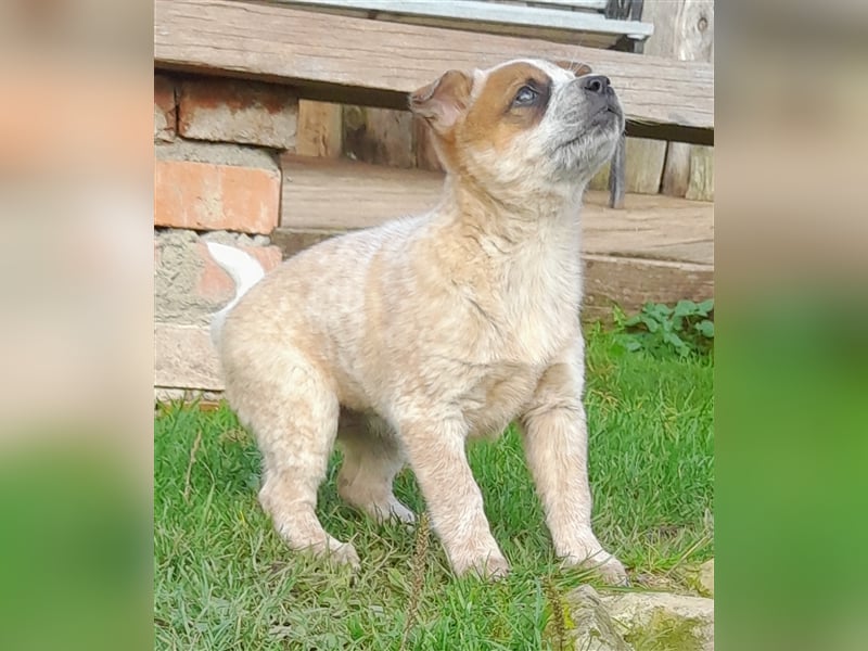 Australien Cattle Dog Welpen Red merle