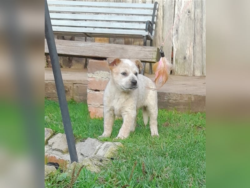 Australien Cattle Dog Welpen Red merle