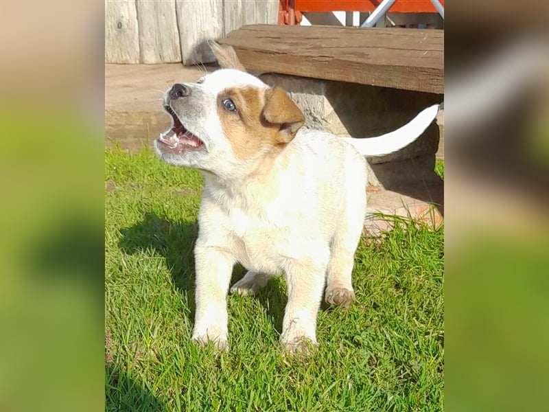 Australien Cattle Dog Welpen Red merle