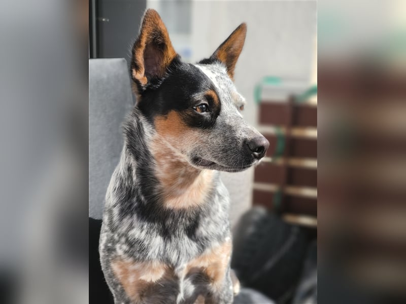 Australien cattle Dog Welpen