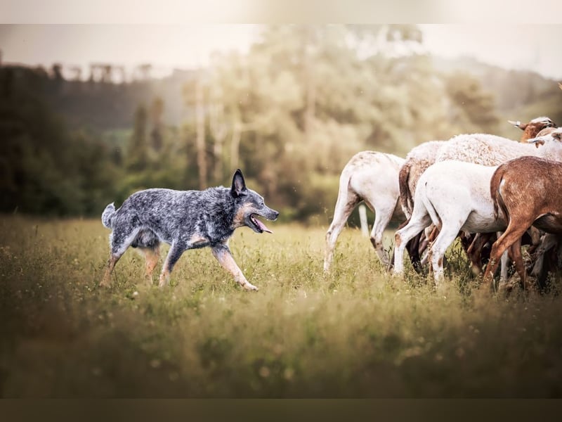 ACD - Australian Cattle Dog