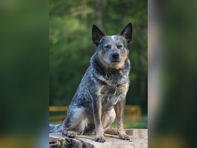 ACD - Australian Cattle Dog