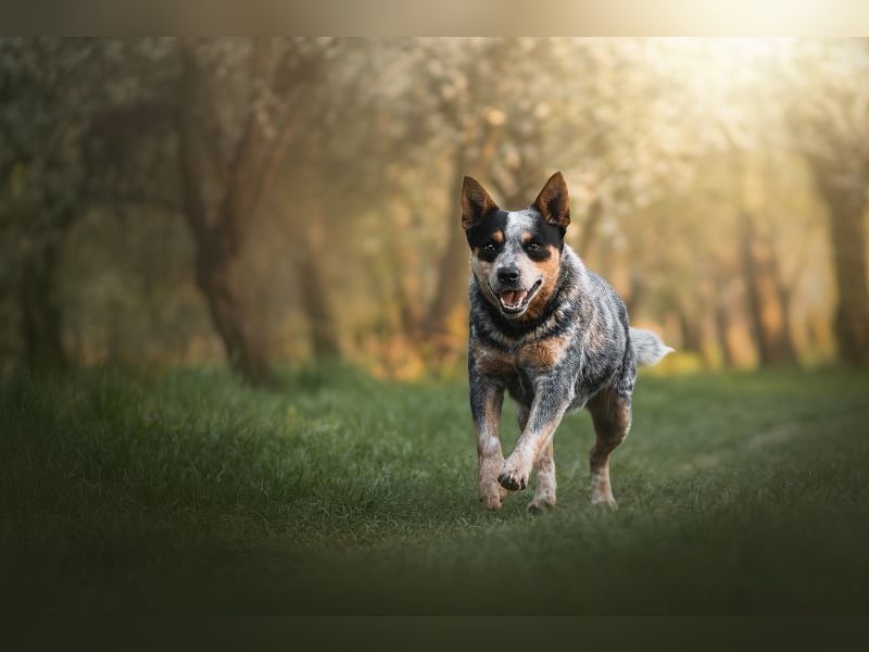 ACD - Australian Cattle Dog